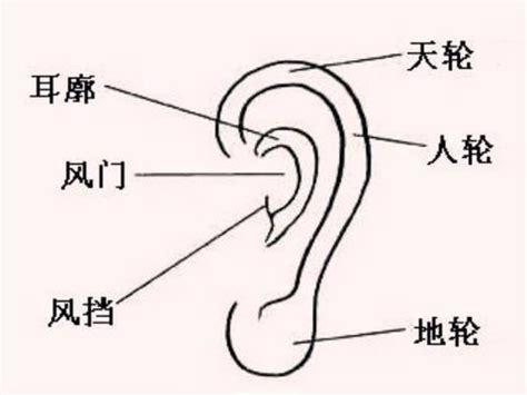 福耳面相|【耳朵面相】揭密耳朵面相：從耳朵形狀解析你的性格。